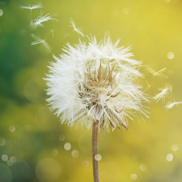istock dandelion on the nature backround 534334662