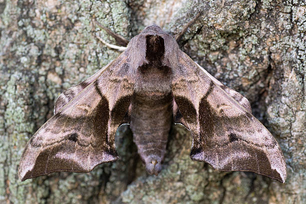 Eyed hawk-moth (Smerinthus ocellata) with hindwings hidden Hawk moth in the family Sphingidae, camouflaged against bark when bright hindwings are covered smerinthus ocellatus stock pictures, royalty-free photos & images