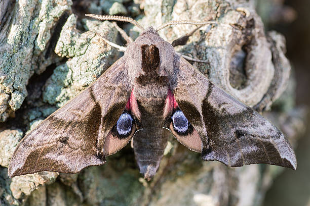 Eyed hawk-moth (Smerinthus ocellata) with hindwings visible Hawk moth in the family Sphingidae, showing startling defensive eyes on wings to deter predators smerinthus ocellatus stock pictures, royalty-free photos & images