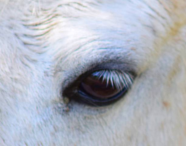 istock close up white horses eye macro 534335100
