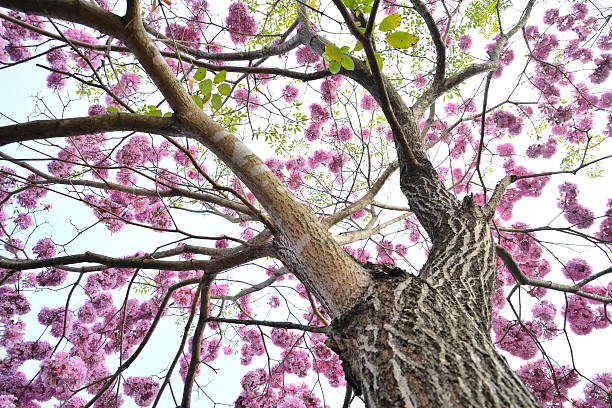 istock Elegant Rosy Trumpet Tree 534361611