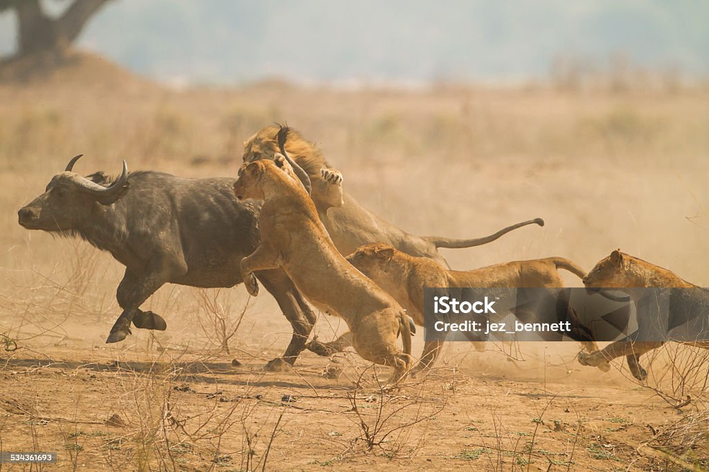 The Chase African Buffalo (Syncerus caffer) being caught by Lions (Panthera leo).  Taken in Mana Pools National Park, Zimbabwe Lion - Feline Stock Photo
