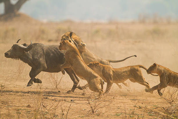 The Chase African Buffalo (Syncerus caffer) being caught by Lions (Panthera leo).  Taken in Mana Pools National Park, Zimbabwe animals hunting stock pictures, royalty-free photos & images