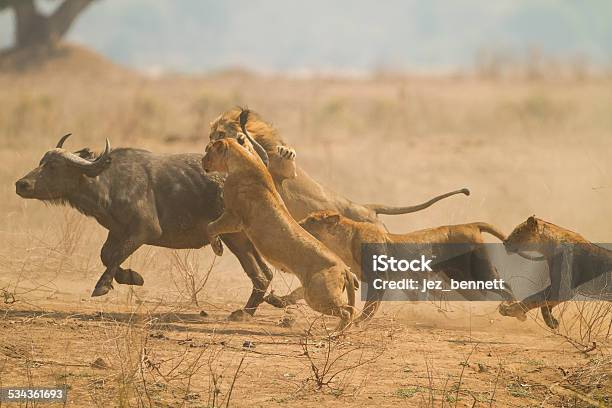 The Chase Stock Photo - Download Image Now - Lion - Feline, Animals Hunting, Pursuit - Concept