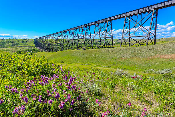 Tall Train Bridge The High Level Bridge in Lethbridge, Alberta, Canada. The bridge is the longest and highest trestle bridge in the world soaring above the Oldman River. alberta stock pictures, royalty-free photos & images