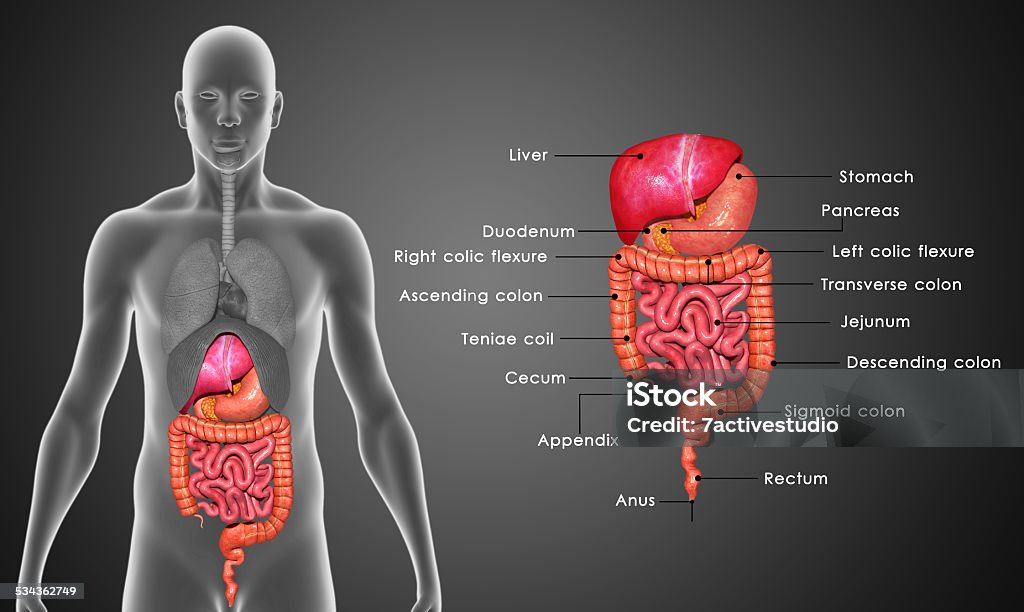 Digestive system In the human digestive system, the process of digestion has many stages, the first of which starts in the mouth (oral cavity). Digestion involves the breakdown of food into smaller and smaller components which can be absorbed and assimilated into the body. Human Digestive System Stock Photo