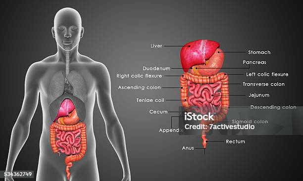 Digestive System Stock Photo - Download Image Now - Human Digestive System, Abdomen, Human Stomach - Internal Organ