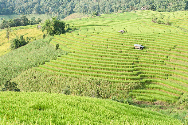 istock Rice field terrace with shack at Mae Jam, Chiangmai, Thailand. 534363145
