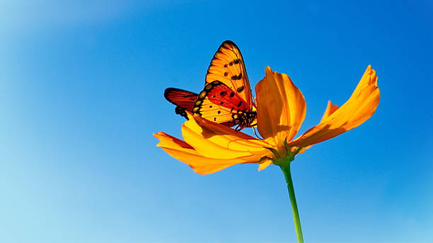 istock Yellow Cosmos and Butterfly 534363517