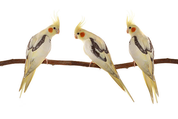 istock corella parrots sitting on the branch isolated on white 534363523