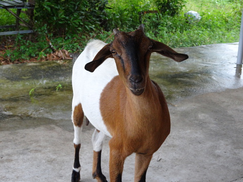 A brown goat in the ranch in Malaysia, south east asia