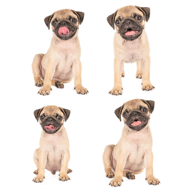 istock Set of pug puppy 534363909
