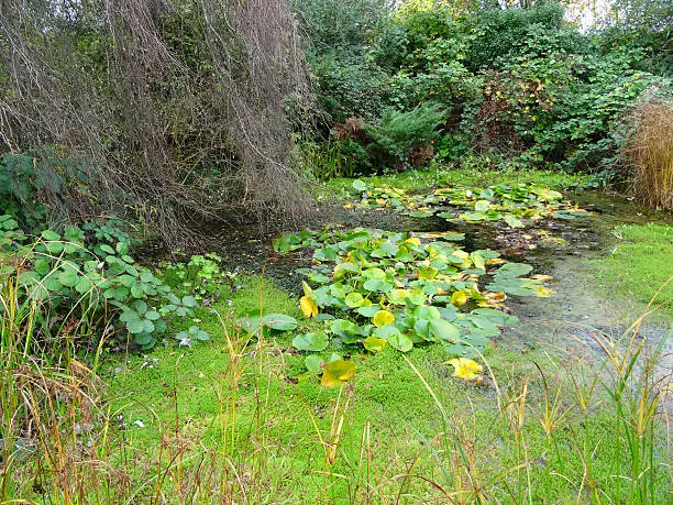 Photo showing an overgrown pond, that has been neglected and allowed to become overgrown with invasive pondweed, weeds, duckweed, brambles and vigorous water lilies.  The pond is part of an old water garden that has been left to its own devices for many years and whilst it looks very untidy, it has become a haven for all kinds of wildlife.