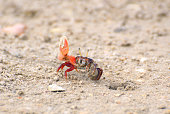fiddler-crab.jpg?b=1&s=170x170&k=20&c=aEN8zpoUU8acvfqF_DPiSFK13jNp76MHFg8GaoTaWag=