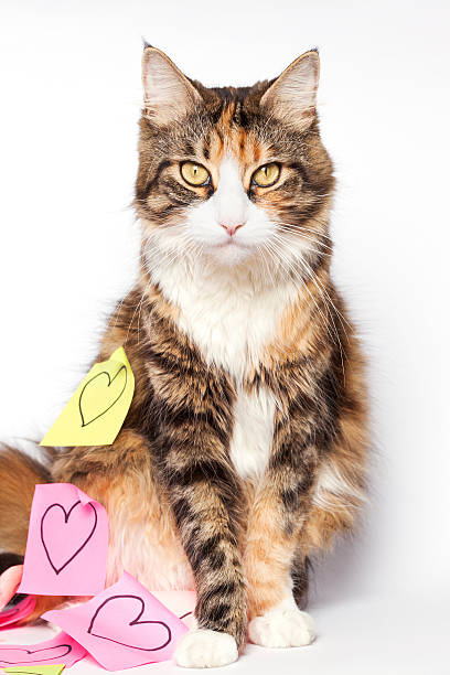istock Beautiful kitten and post-its with drawn hearts 534364949
