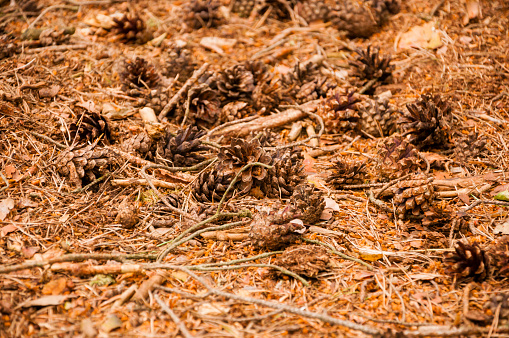 Cone Scots Pine (Pinus Sylvestris L.)