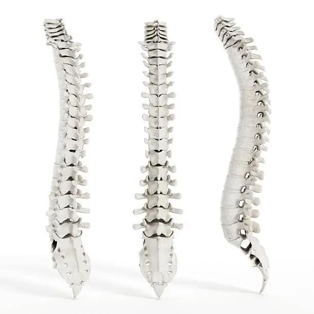 Human spine diagonal, front and side views isolated on white.