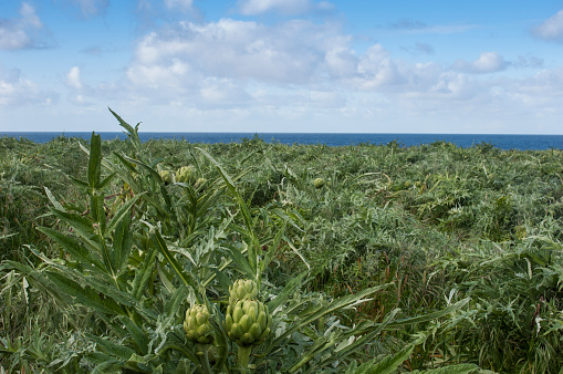 Artichokes (Cynara cardunculus) plants, with ripe artichokes globes ready for harvest, growing on an oceanside field.