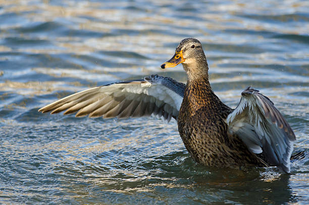 istock Mallard Duck on the Water with Outstretched Wings 534366073