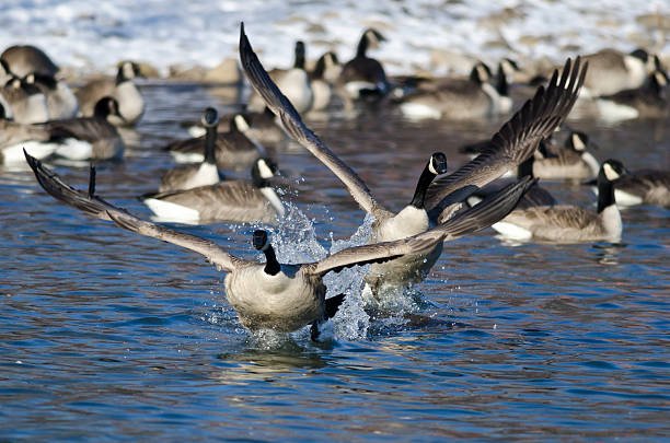 istock Canada Geese Taking Off From a Winter River 534366075