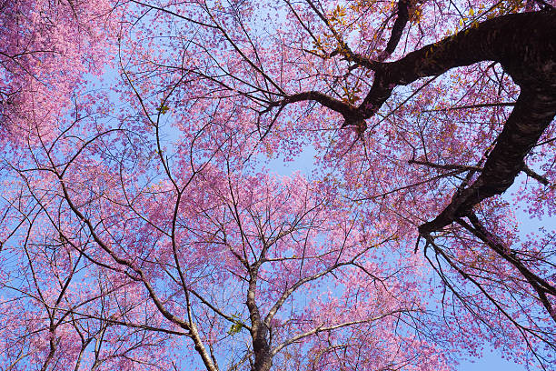 istock Spring Pink Cherry Blossom Flowers with Blue Sky Backgrounds 534366131