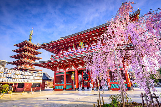 Sensoji Temple Tokyo, Japan - March 29, 2014:  Spring cherry blossoms at Sensoji Temple's Hozomon Gate in the Asakusa District. Senso-ji was founded in 628 AD and is one of the most well known temples in the country. sensoji stock pictures, royalty-free photos & images