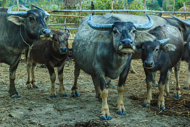 istock Water buffalo or domestic Asian. 534367873