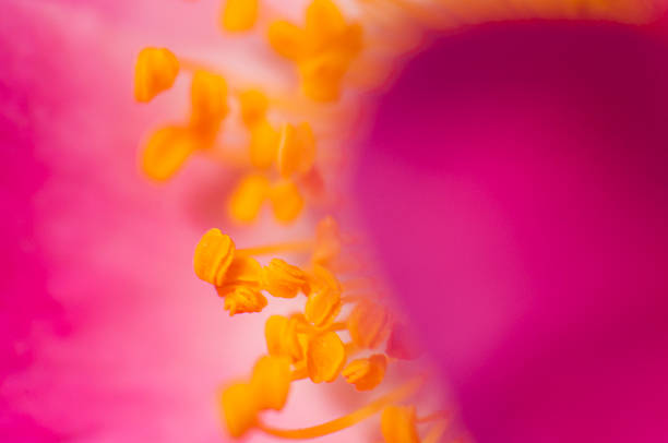 Stamen Rosa Canina L. (Dog Rose)