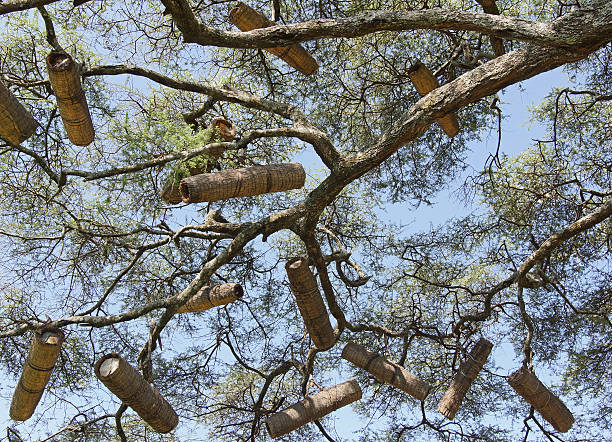 istock Acacia with beehives, Ethiopia, Africa 534368035