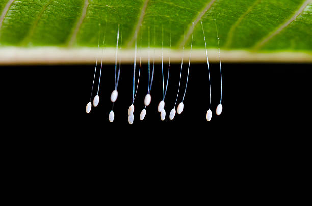istock Eggs of green lacewing 534368409