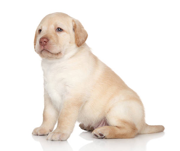 istock Golden retriever puppy 534368533