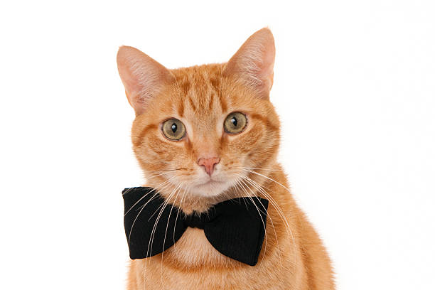 istock Portrait of a looking ginger cat with a black bow tie 534368679