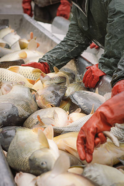 istock Fisherman at Work Fishing Industry 534368885