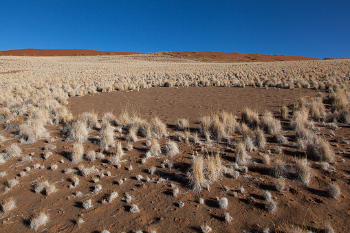 A relatively green desert landscape near Spitzkoppe, a famous landmark in Namibia.