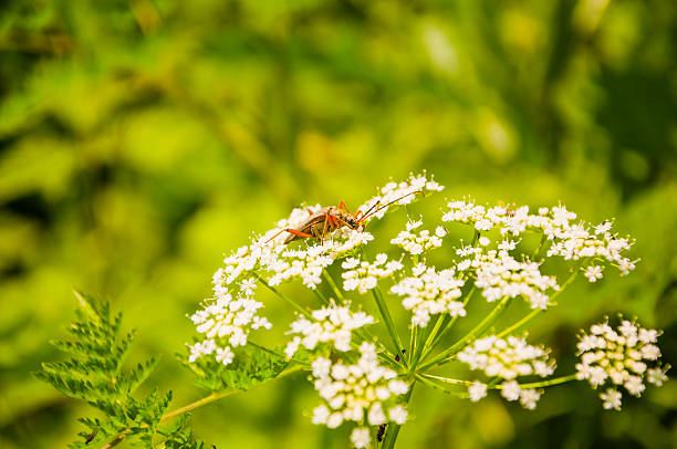 istock Stenocorus (Stenocorus) meridianus (Linnaeus, 1758) on Pimpinella Major L. Huds 534369115