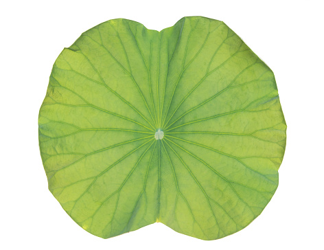 lotus leaf on white background