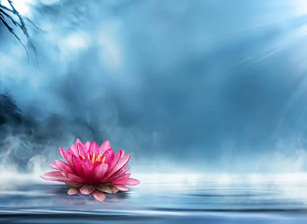 waterlily on pond with vapor