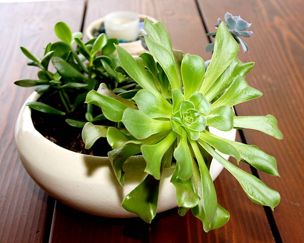 istock Bowl with cactus plants on wooden table and candle 534371261