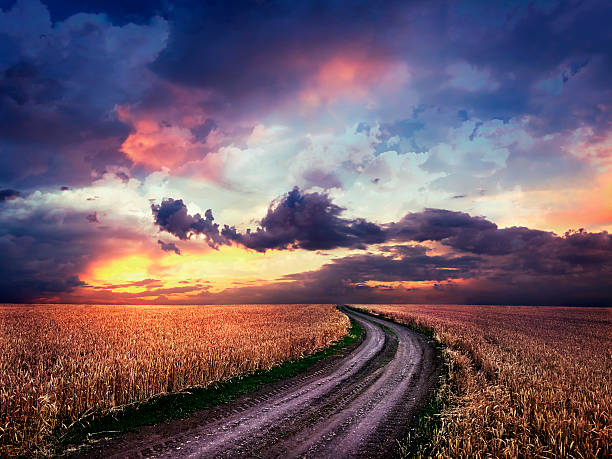 istock Dirt road in the middle of a wheat field 534371521