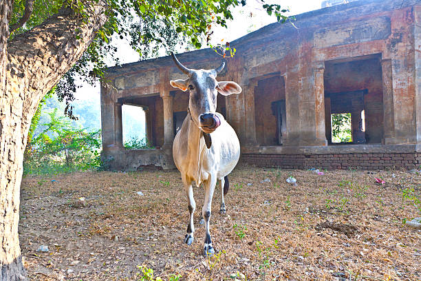 lonely cow in an abandonned area
