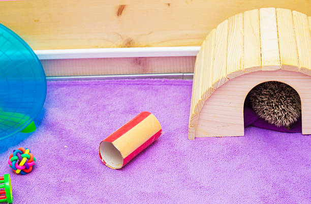 Reprodução instalações para hamster Ouriço-cacheiro mouse Roedor - foto de acervo
