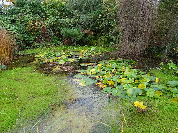 Photo showing an overgrown pond, that has been neglected and allowed to become overgrown with invasive pondweed, weeds, duckweed, brambles and vigorous water lilies.  The pond is part of an old water garden that has been left to its own devices for many years and whilst it looks very untidy, it has become a haven for all kinds of wildlife.