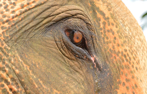 istock close up of Asian elephant eye 534372883