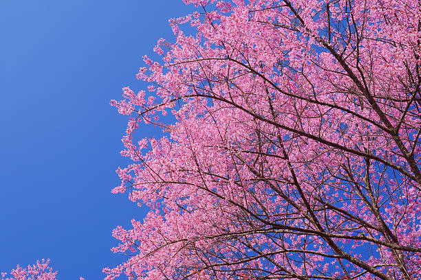 istock Spring Pink Cherry Blossom Flowers with Blue Sky Backgrounds 534373025