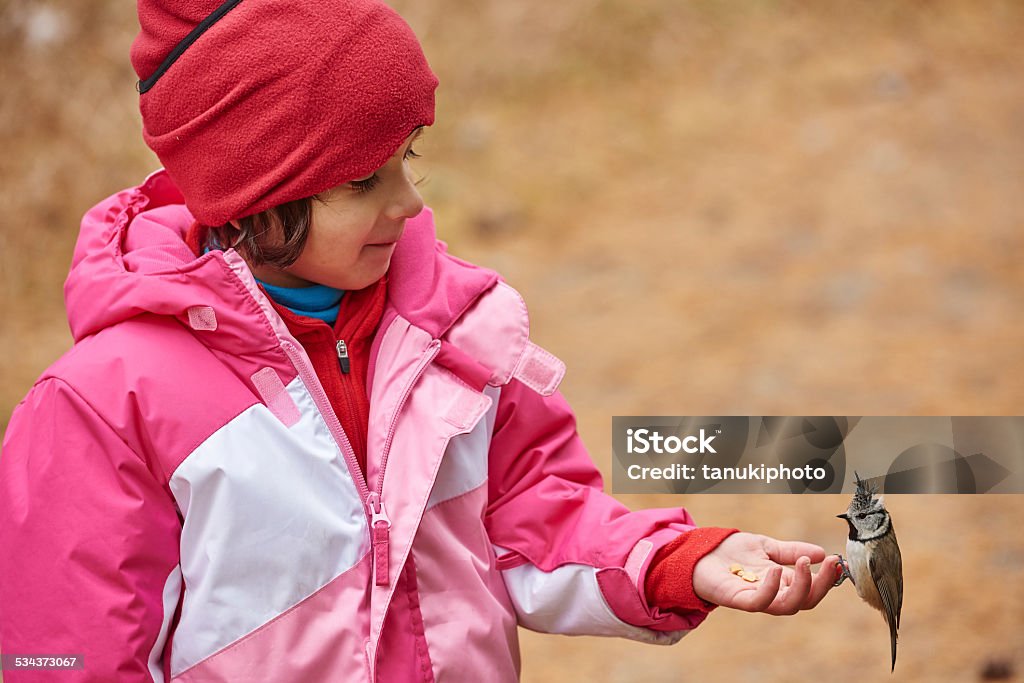 Feeding a Tit An European crested tit (Lophophanes cristatus) eat seeds from a kid hand. 4-5 Years Stock Photo