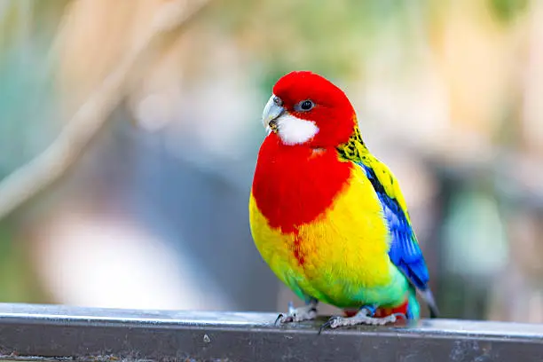 An Eastern Rosella colorful bird