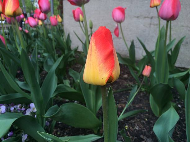 istock red and yellow tulips 534395850