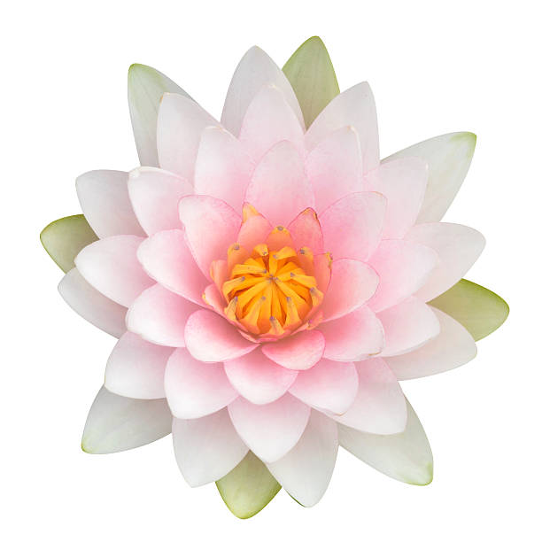 istock Pink waterlily or lotus flower isolated on white 534396564