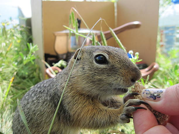 istock spermophilus undulatus 534400064