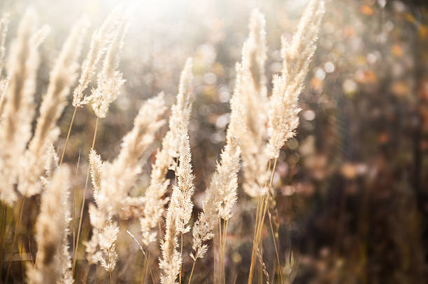 istock Wild grasses in a field at sunset 534400240